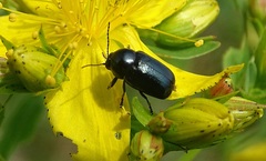 Cryptocephalus violaceus