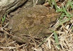 Rhinella granulosa