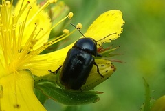 Cryptocephalus violaceus