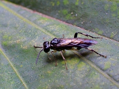 Macrophya