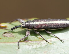 Rhinotia suturalis
