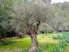 Olea europaea