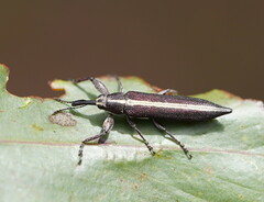 Rhinotia suturalis