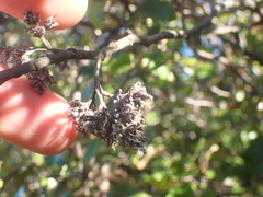 Olearia paniculata
