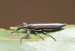 Rhinotia suturalis