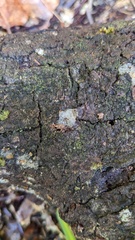 Tremella