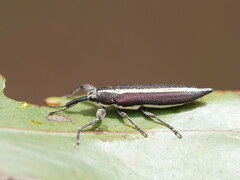 Rhinotia suturalis