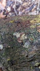Tremella