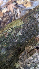 Tremella
