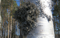 Pseudevernia furfuracea