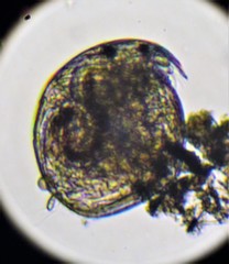 Chydorus