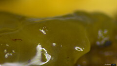 Tremella
