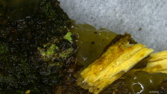 Tremella
