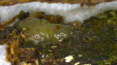 Tremella