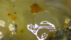 Tremella