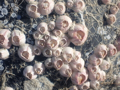 Notomegabalanus decorus