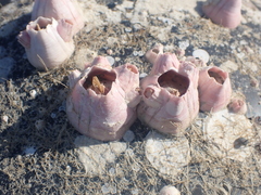 Notomegabalanus decorus