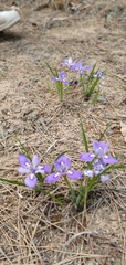 Iris rossii