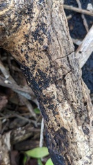 Ascomycota