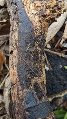Ascomycota