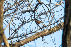 Sittiparus varius varius