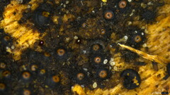 Ascomycota