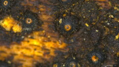 Ascomycota