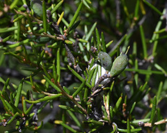 Hakea microcarpa