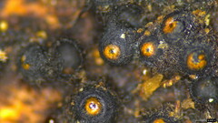 Ascomycota