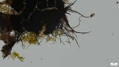 Ascomycota