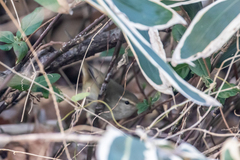 Horornis diphone cantans