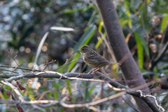 Emberiza personata