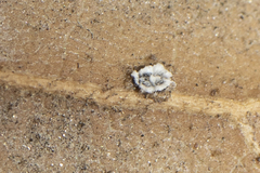 Aleuroplatus coronata