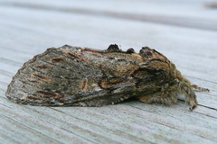 Peridea anceps