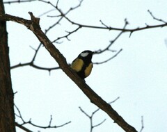 Parus major