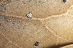 Aleuroplatus coronata