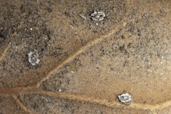 Aleuroplatus coronata