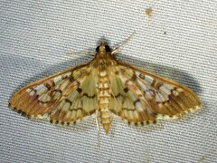Nomophilini