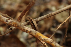 Sceloporus siniferus