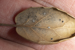 Aleuroplatus coronata