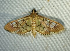 Nomophilini