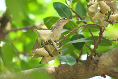 Phylloscopus plumbeitarsus
