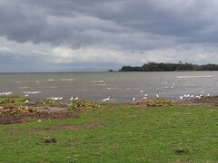 Bubulcus ibis