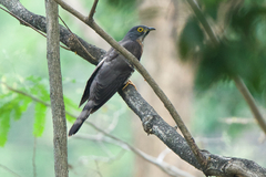 Hierococcyx sparverioides