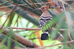 Upupa epops longirostris