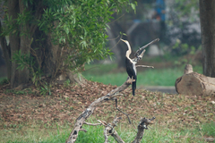Anhinga melanogaster