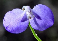 Polygalaceae