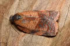 Cacoecimorpha pronubana