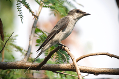 Pericrocotus divaricatus