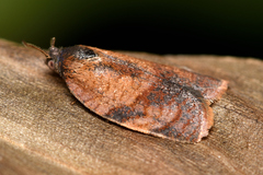 Cacoecimorpha pronubana